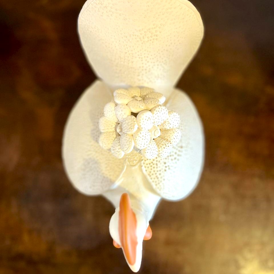 galinha com flores 4.jpeg